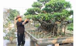 Thành công nhờ đam mê cây cảnh
