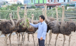 Thu nhập cao từ nuôi đà điểu, trồng thanh long
