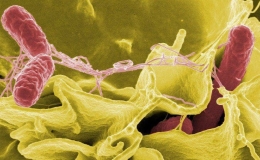 Vi khuẩn salmonella nguy hiểm thế nào?