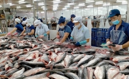 Xuất khẩu cá tra tăng 50% trong tháng đầu năm