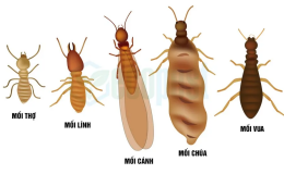 Mối là gì? 10 cách diệt mối mọt đơn giản, hiệu quả