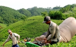 Việt Nam là nguồn cung chè đen lớn nhất cho thị trường Đài Loan (Trung Quốc)