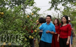 Vũ Thư: Phát triển nông nghiệp bền vững