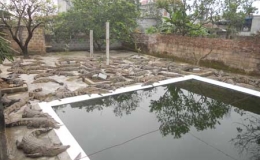 Đồng hành cùng nông dân làm giàu