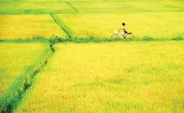 Khúc ca về “biển vàng” quê hương