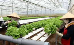 Sắp có hướng dẫn vay gói 100.000 tỷ cho nông nghiệp công nghệ cao