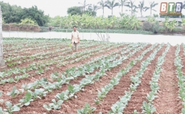 Nam Chính Phát triển cây màu xuân