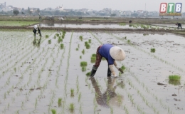 Vũ Thư: Rộn ràng sản xuất vụ xuân