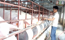 Từng bước ổn định chăn nuôi lợn
