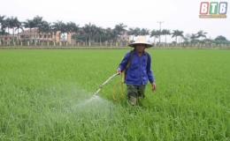Quỳnh Phụ phát động chiến dịch phòng trừ sâu bệnh bảo vệ lúa xuân
