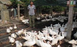 Chăm sóc, bảo vệ đàn vịt, ngan trong điều kiện thời tiết bất thường