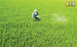 Tiền Hải: Tập trung phòng, trừ sâu bệnh bảo vệ lúa xuân