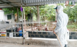 Hợp Tiến: Chống chọi với bệnh dịch tả lợn châu Phi