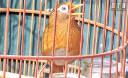 Nghệ sĩ của rừng xanh