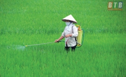 Hưng Hà: Bảo đảm an toàn cho lúa xuân