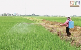Quỳnh Phụ: Phòng, trừ sâu bệnh bảo vệ lúa xuân