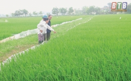 Kiến Xương: Chăm sóc lúa xuân