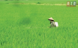 Bình Nguyên: Tập trung bảo vệ lúa xuân