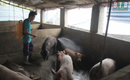 Vũ Tiến: Bài học rút ra từ công tác phòng, chống bệnh dịch tả lợn châu Phi