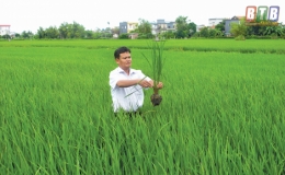 Tập trung phòng, trừ sâu bệnh, bảo vệ lúa xuân