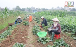Liên kết sản xuất ở Vũ An