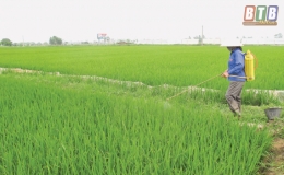 Thái Thụy: Tập trung phòng, trừ sâu cuốn lá nhỏ và rầy
