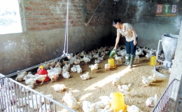 Ngành Ngân hàng: Chia sẻ khó khăn với người chăn nuôi lợn
