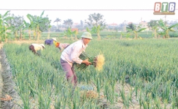 Phát triển thương hiệu cho cây tỏi