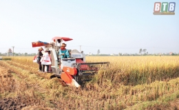 Phát triển liên kết sản xuất lúa gạo
