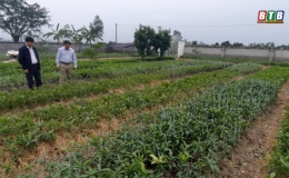 Thu tiền tỷ nhờ bán cây giống