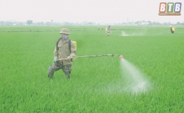 Đông Hưng: Phòng, trừ bệnh đạo ôn hại lúa