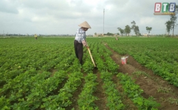 Nông dân Vũ Thư chăm sóc lạc xuân