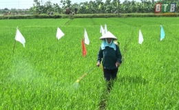 Trên 1.000 ha lúa xuân của huyện Kiến Xương bị nhiễm bệnh đạo ôn