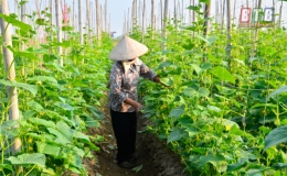 Vào vụ rau mới