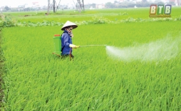 Thái Thụy: Phun trừ rầy, bệnh đạo ôn trên lúa xuân