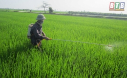 Vũ Thư: Nông dân phòng, trừ bệnh đạo ôn bảo vệ lúa xuân