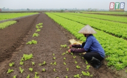 4 huyện được hỗ trợ phí bảo hiểm nông nghiệp