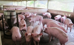 Giá lợn hơi lập đỉnh 94.000 đồng/kg
