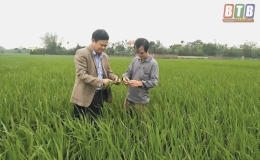 Kiến Xương, Tiền Hải: Bảo vệ lúa xuân