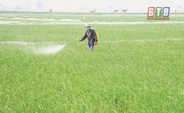 Nam Thắng phòng, trừ sâu bệnh bảo vệ lúa xuân