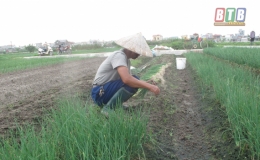 Năng suất, giá trị rau màu đều ở mức cao