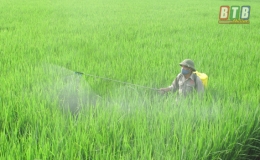 Phòng, chống dịch Covid-19 gắn với bảo vệ sản xuất