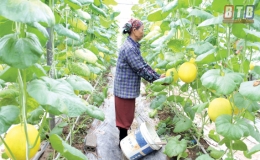 Sức sống một vùng quê