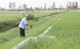Thụy Trường: Khắc phục ảnh hưởng của xâm nhập mặn