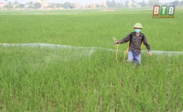 Tiền Hải: Phát động phòng trừ sâu cuốn lá nhỏ bảo vệ lúa xuân