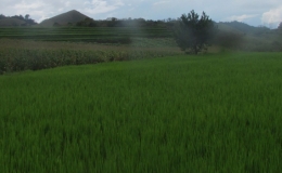 Vụ lúa đông xuân phía bắc đang phát triển thuận lợi