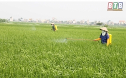 Vũ Thư: Quyết liệt phòng, trừ sâu bệnh bảo vệ lúa xuân cuối vụ