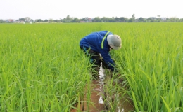 Vũ Vinh: Tỷ lệ chuột cắn phá lúa giảm gần 50% so với vụ xuân năm 2019
