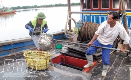 Cảng cá Thụy Tân: Nâng cao hiệu quả khai thác hải sản