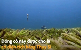 Đoạn phim hiếm về đồng cỏ biển lớn nhất thế giới